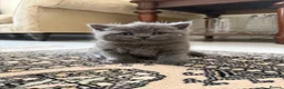 British Shorthair cats for sale: 3 British Shorthair Kittens  - Advert 7