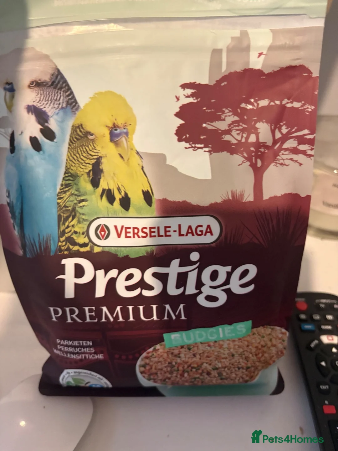 Budgerigars birds for sale: Budgies for sale in Haverfordwest - Advert 3