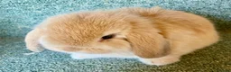 Mini Lop rabbits for sale: Mini lop lovely orange boy - Advert 3