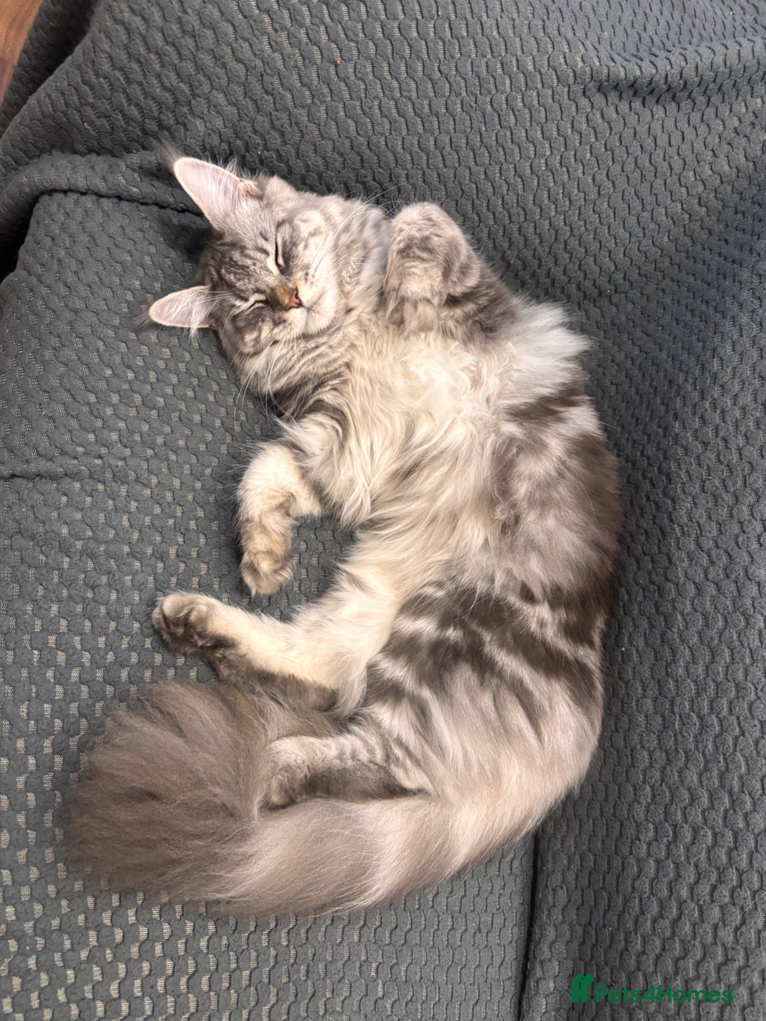 Maine Coon cats for sale: Sad rehoming Maine coon Bella - Advert 2