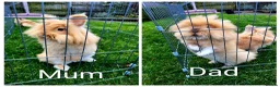 Lionhead rabbits for sale: 3 beautiful male lionhead rabbits  - Advert 7