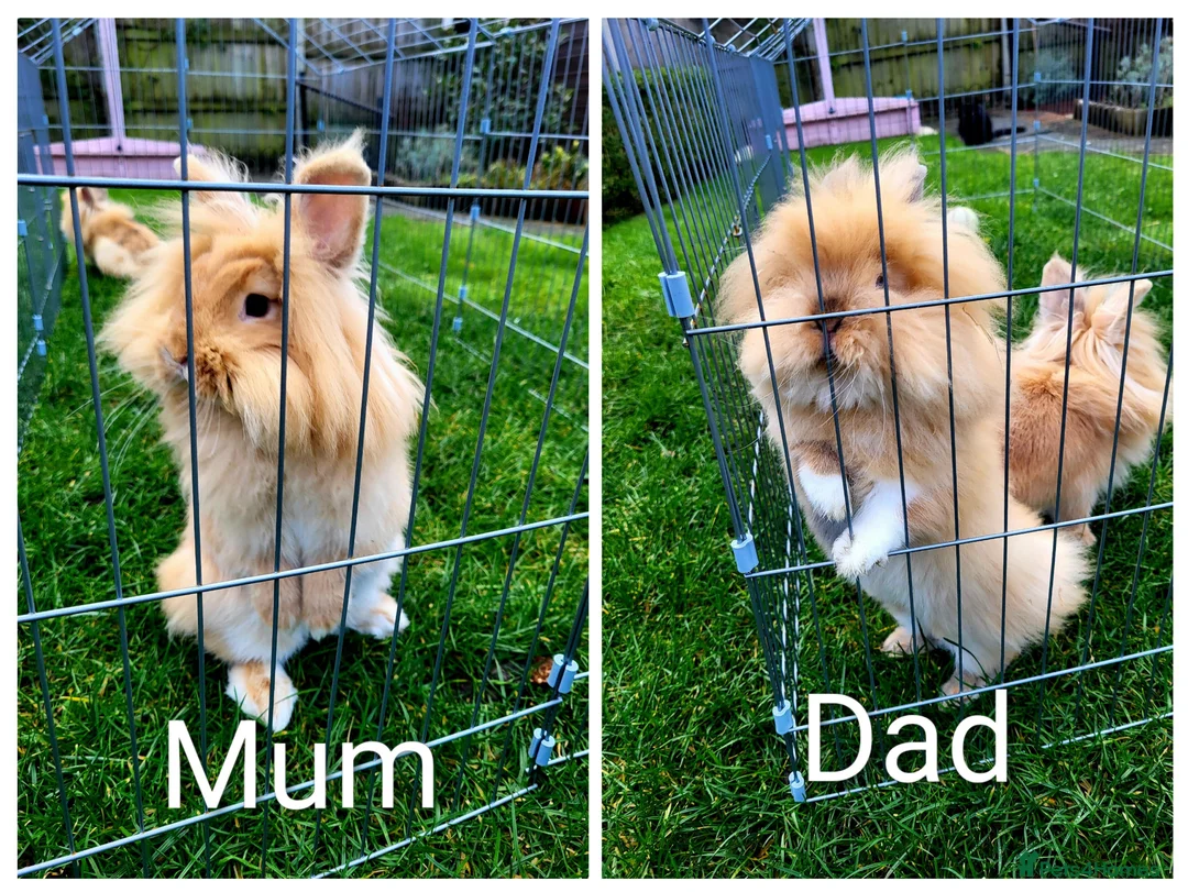 Lionhead rabbits for sale: 3 beautiful male lionhead rabbits  - Advert 7