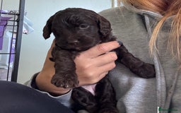 Cockapoo dogs for sale: Adorable chocolate cockapoos  - Image 8
