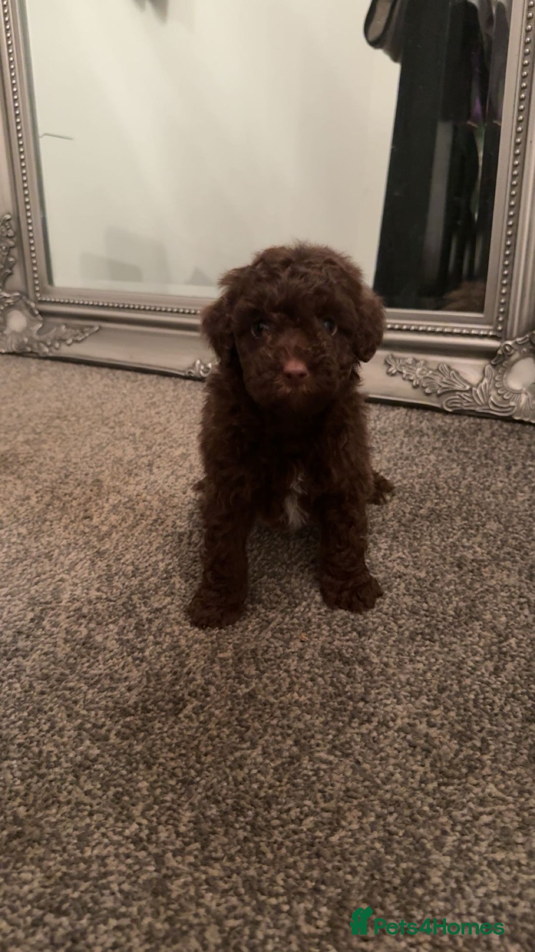 Cavapoo dogs for sale: Toy cavapoo puppy’s  - Advert 5