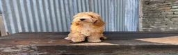 Cockapoo dogs for sale: Full Health tested Amazing obedience champion  - Advert 19