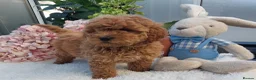 Cockapoo dogs for sale: Vet/Health checked Fox Red ockerpoo Puppies F1 - Advert 6