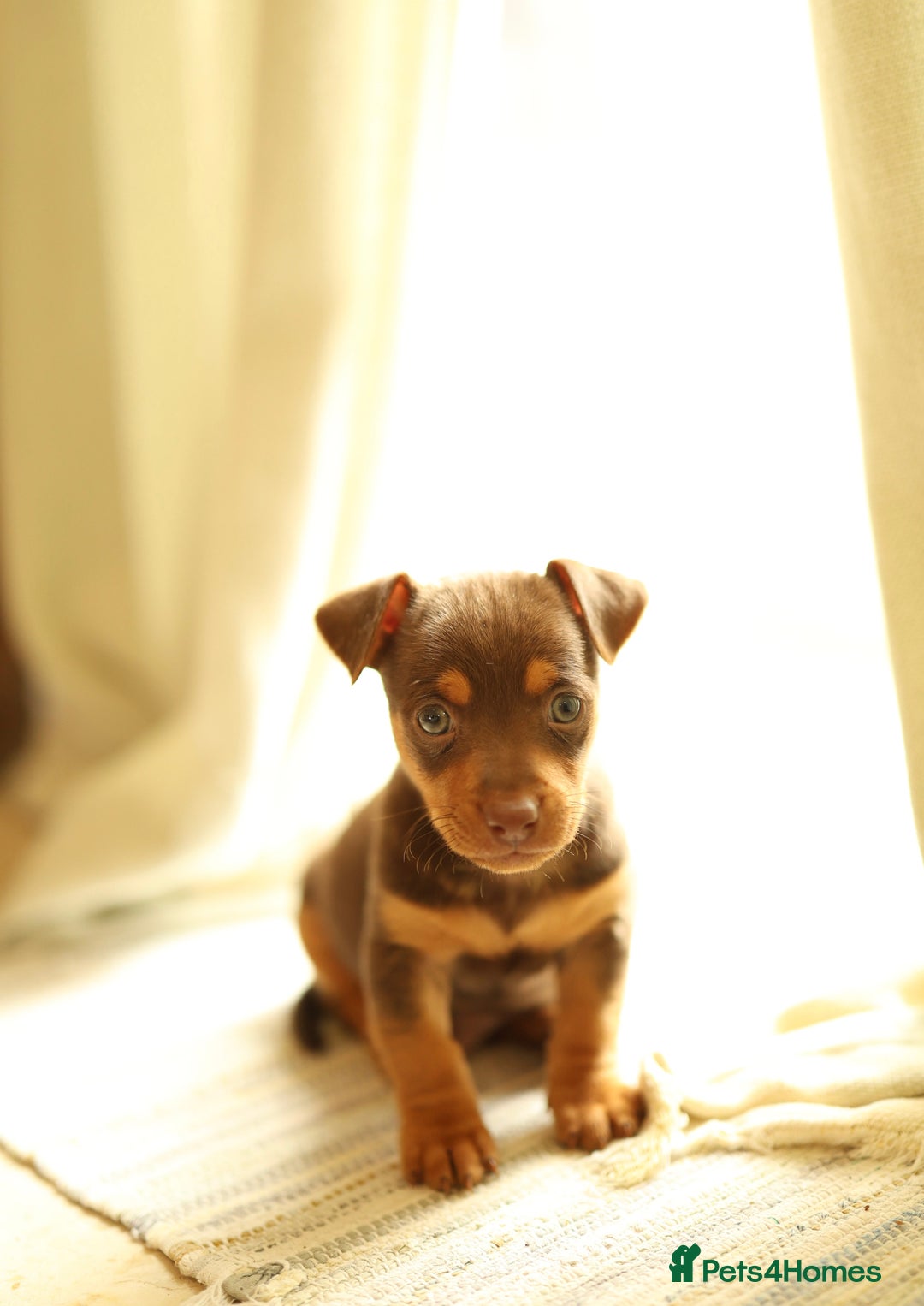 Jack Russell dogs for sale: Beautiful Jack Russell Puppies for sale - Image 12