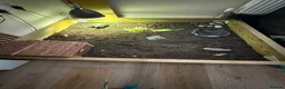 Tortoise reptiles for sale: Sulcata tortoise  in Manchester - Advert 5