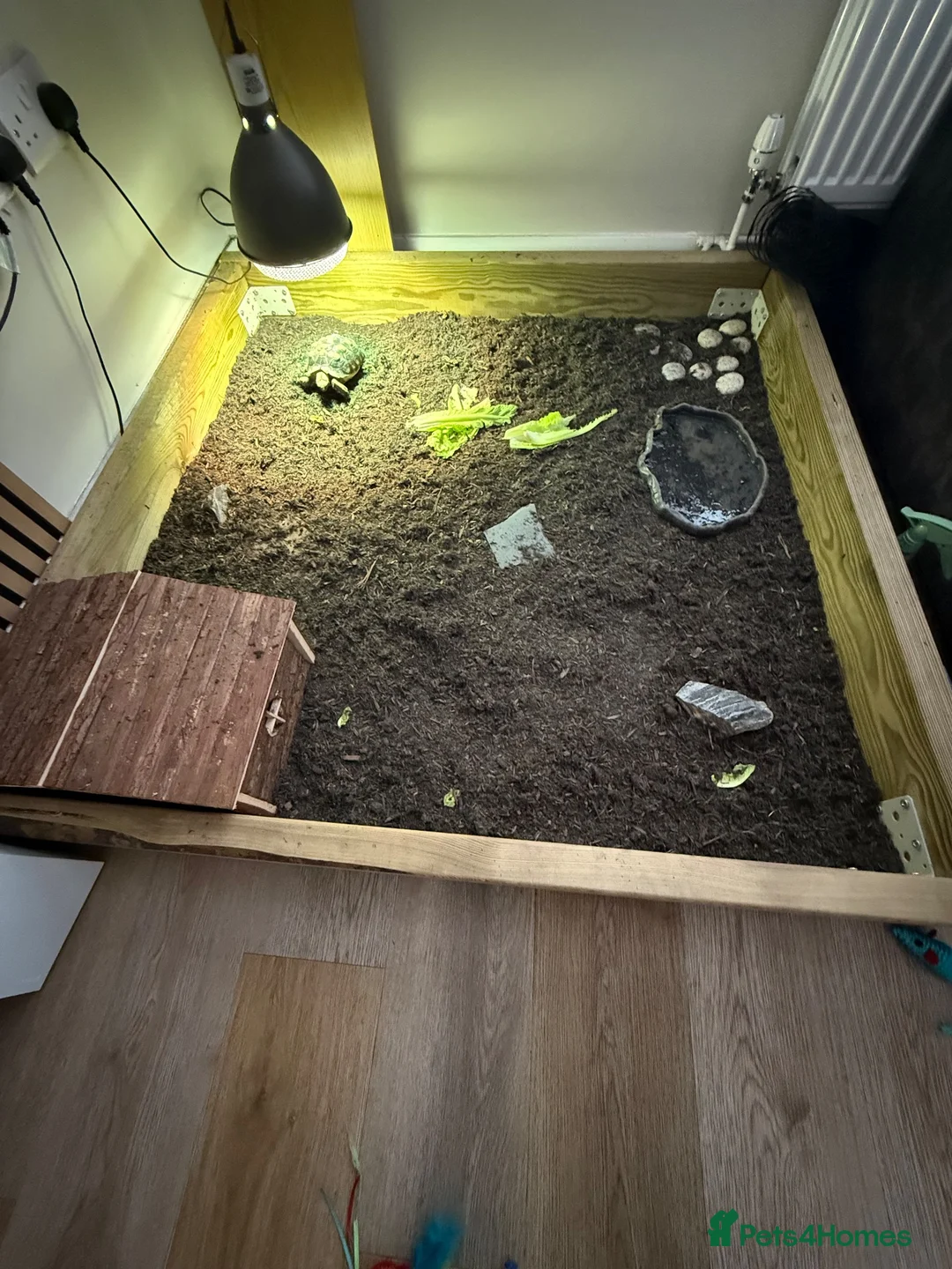 Tortoise reptiles for sale: Sulcata tortoise  in Manchester - Advert 5