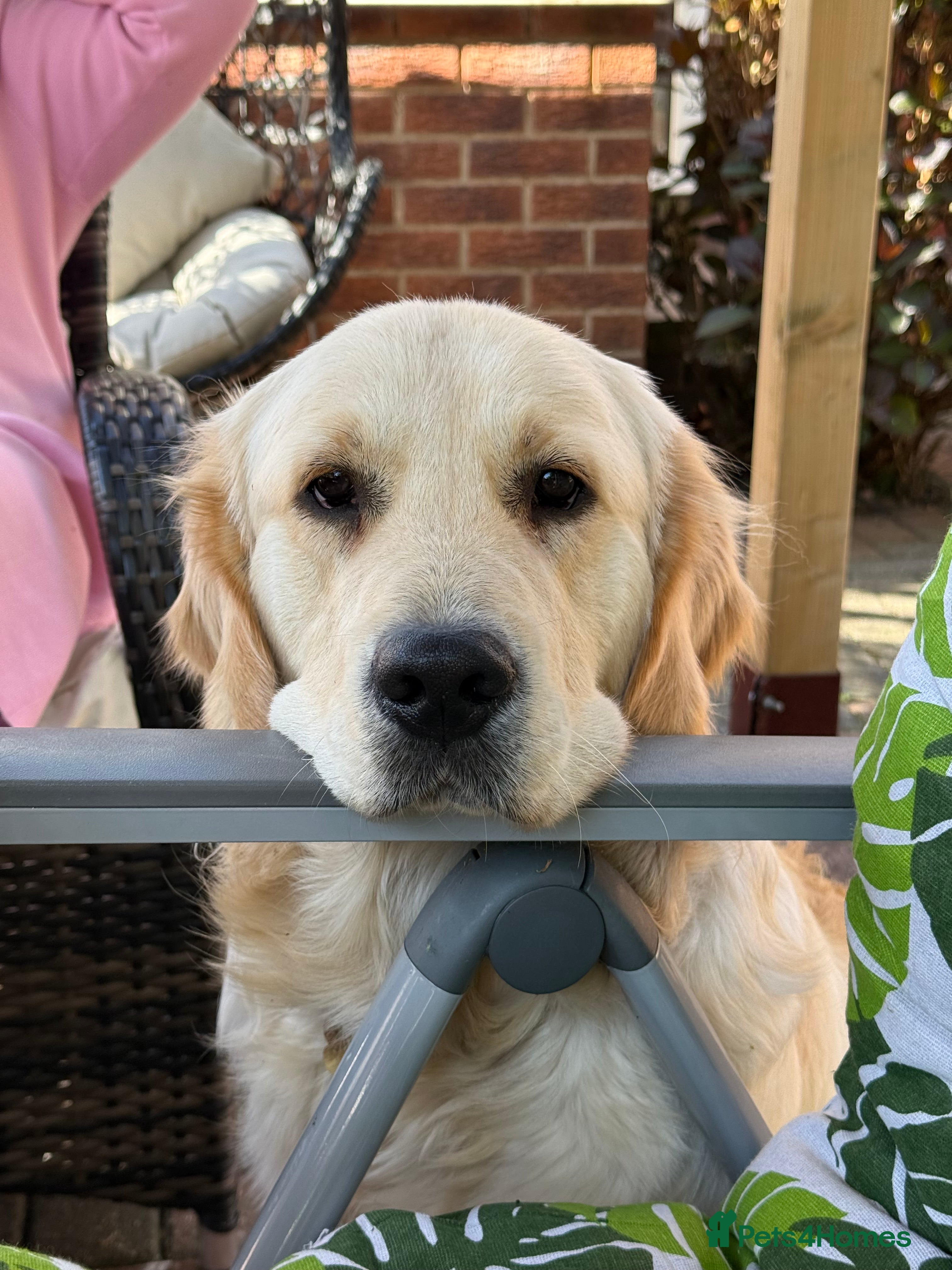 Golden Retriever dogs Simba~Golden Retriever Stud Available - Advert 4