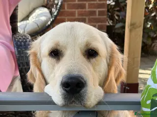 Golden Retriever dogs Simba~Golden Retriever Stud Available - Advert 4