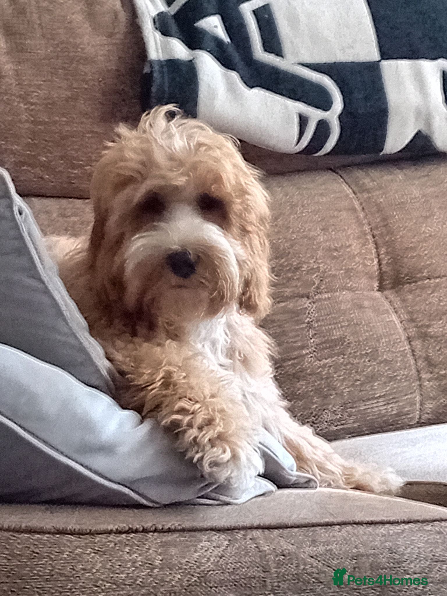 Cockapoo dogs 5 month old cockapoo  - Advert 17