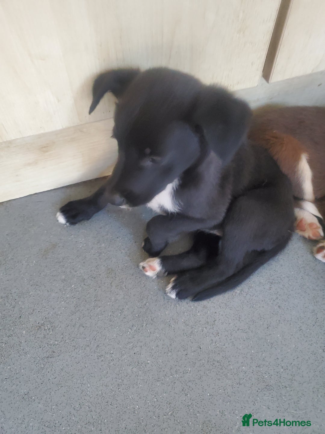 Mixed Breed dogs for sale: Huntaway cross border collie pups - Image 4