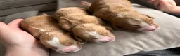 Cocker Spaniel dogs for sale: Beautiful Golden cockers free insurance with agria - Advert 5