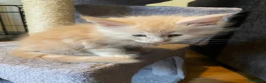 Maine Coon 5