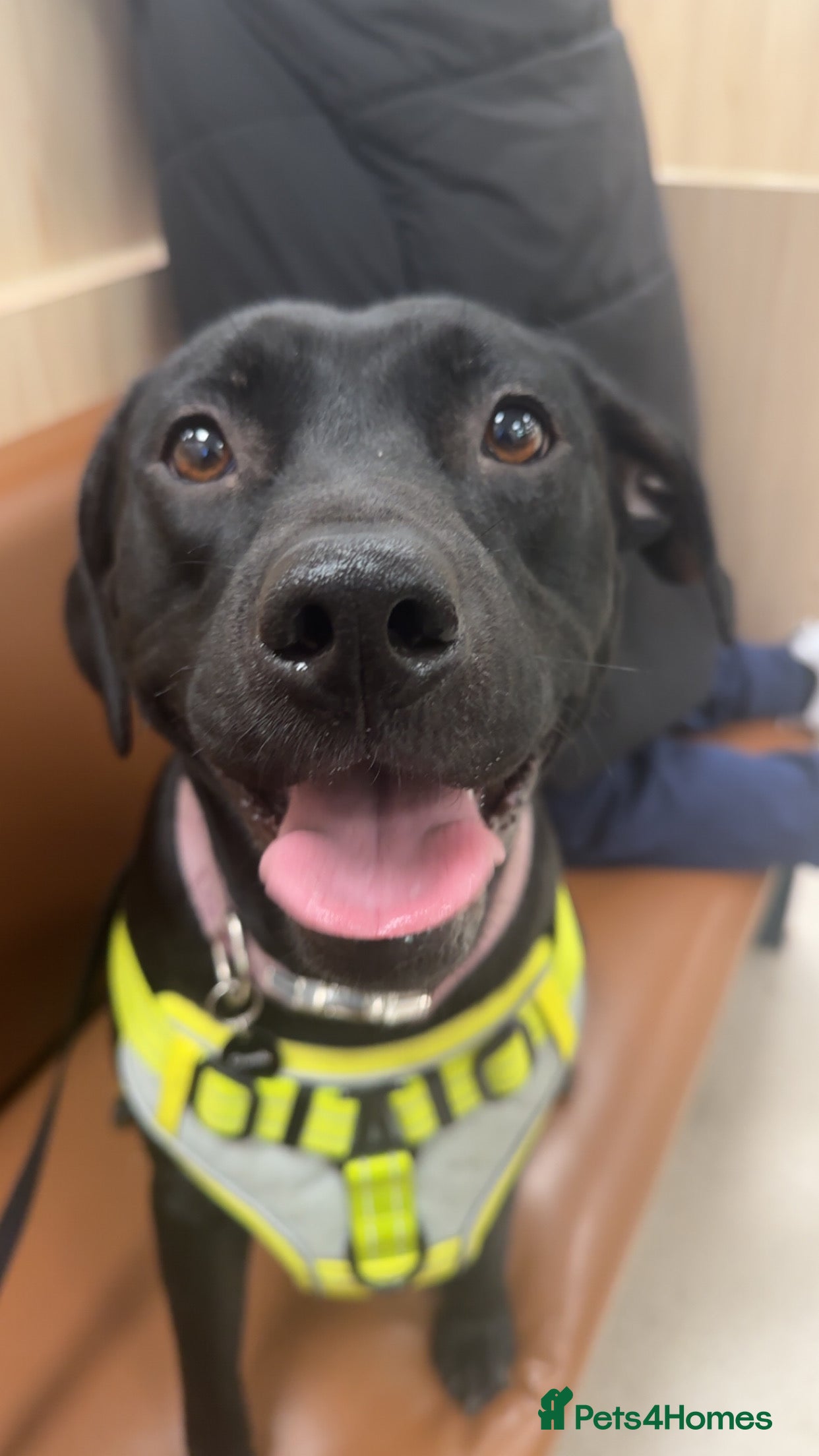 Mixed Breed dogs Staff x Labrador x jack russel  in Warrington - Advert 1