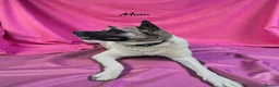 Akita dogs for sale: 🐻 Stunning American Akita Puppies 🐶  - Advert 4