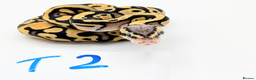 Python Snake reptiles for sale: Range of Royal Pythons - Advert 5