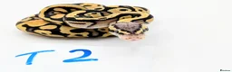 Python Snake reptiles for sale: Range of Royal Pythons - Advert 5
