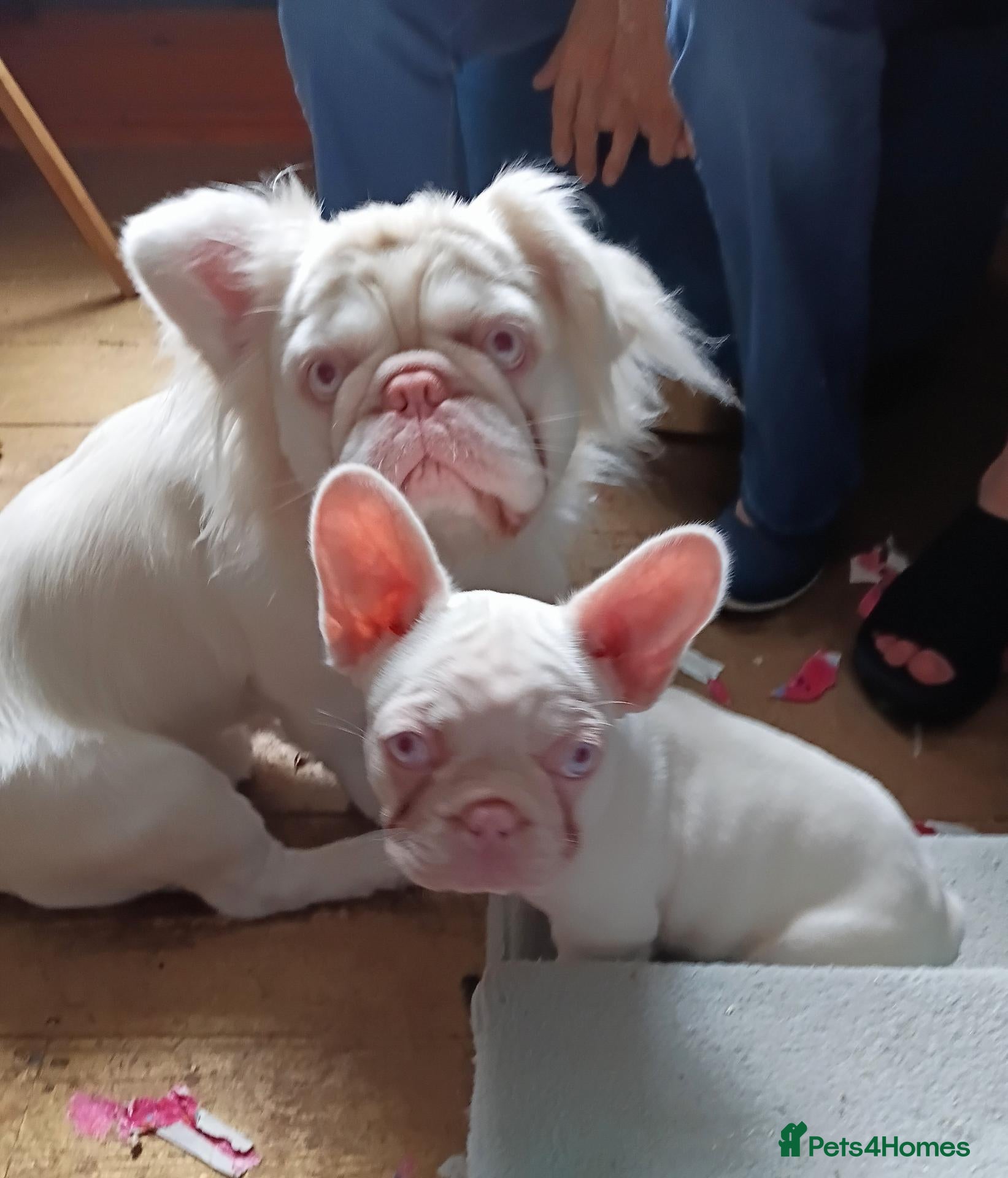 French Bulldog dogs French Bulldog puppies full visual pink REDUCED - Advert 18