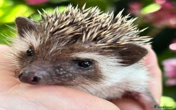 Pygmy Hedgehog rodents for sale: Pedigree African Pygmy Hedgehog 04.05.25 in Eastleigh - Image 12