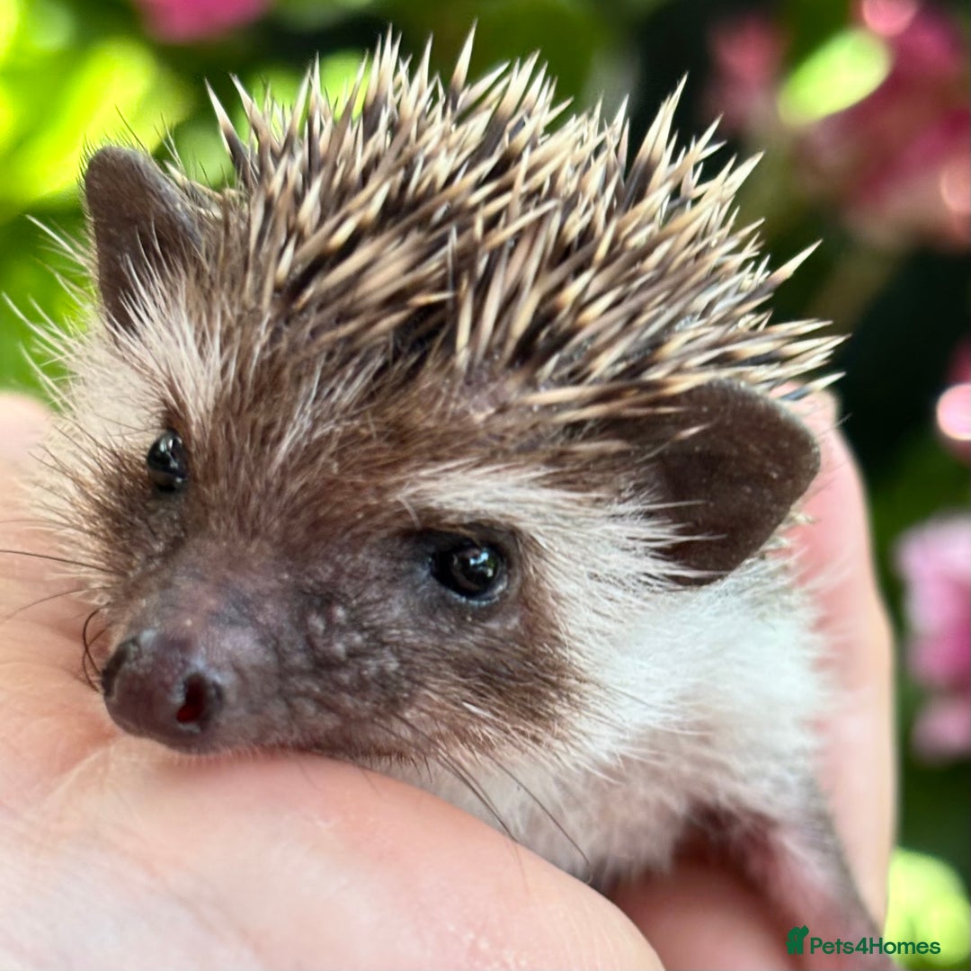 Pygmy Hedgehog rodents for sale: Pedigree African Pygmy Hedgehog 04.05.25 in Eastleigh - Image 12