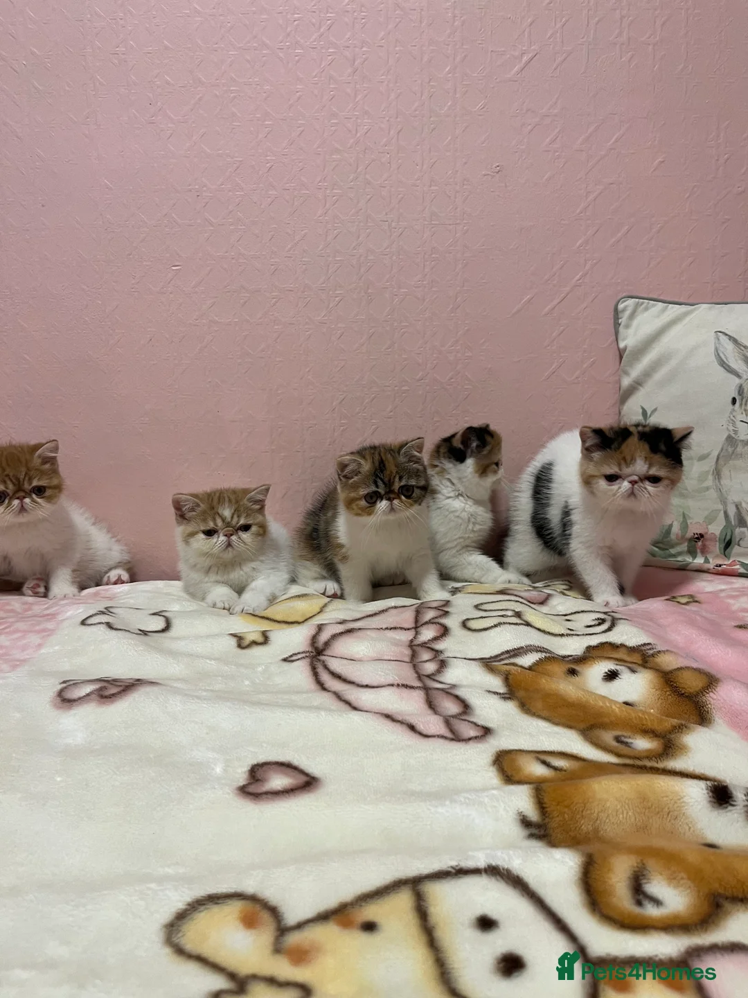 Exotic cats for sale: Exotic kittens  - Advert 12