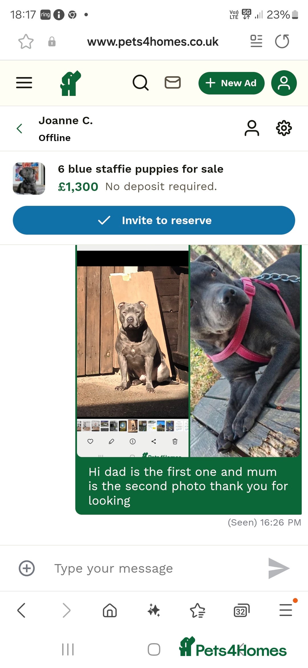 Staffordshire Bull Terrier dogs for sale: 4 beutiful blue staffies dad and mum kc  - Advert 24
