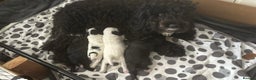 Mixed Breed dogs for sale: Mixed breed cocopoo/jackapoo - Advert 4