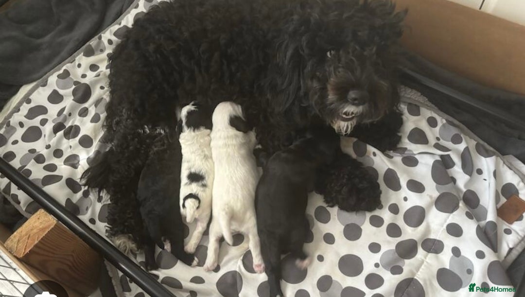 Mixed Breed dogs for sale: Mixed breed cocopoo/jackapoo - Advert 4