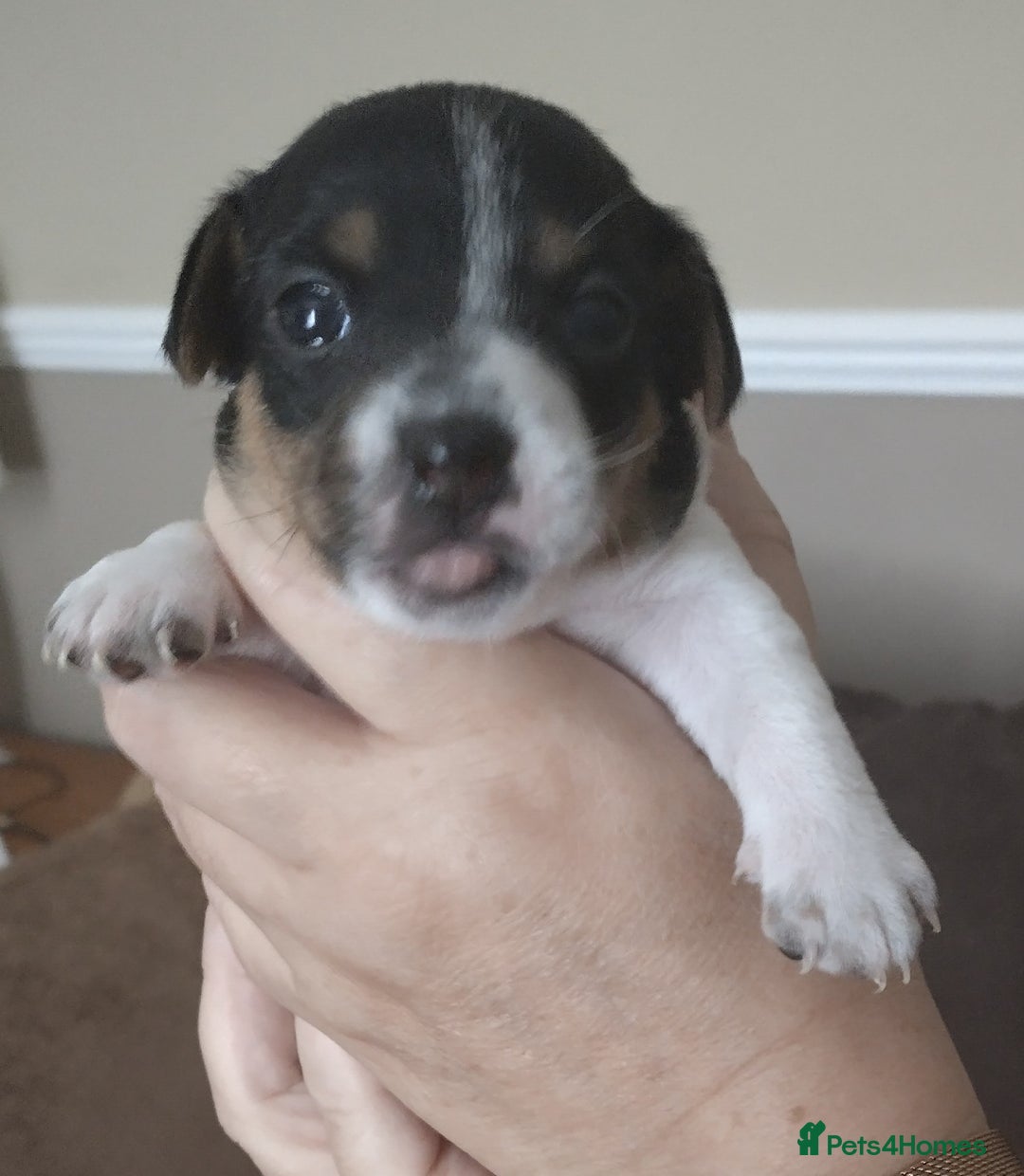 Jack Russell dogs for sale: Jack Russell litter  - Image 18