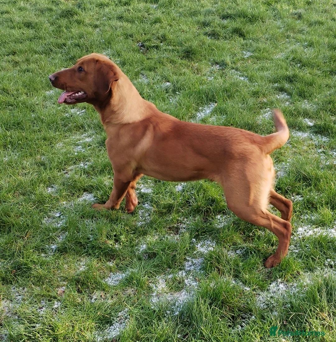 Labrador Retriever dogs for sale: Adorable Golden Labrador Puppies  - Advert 11