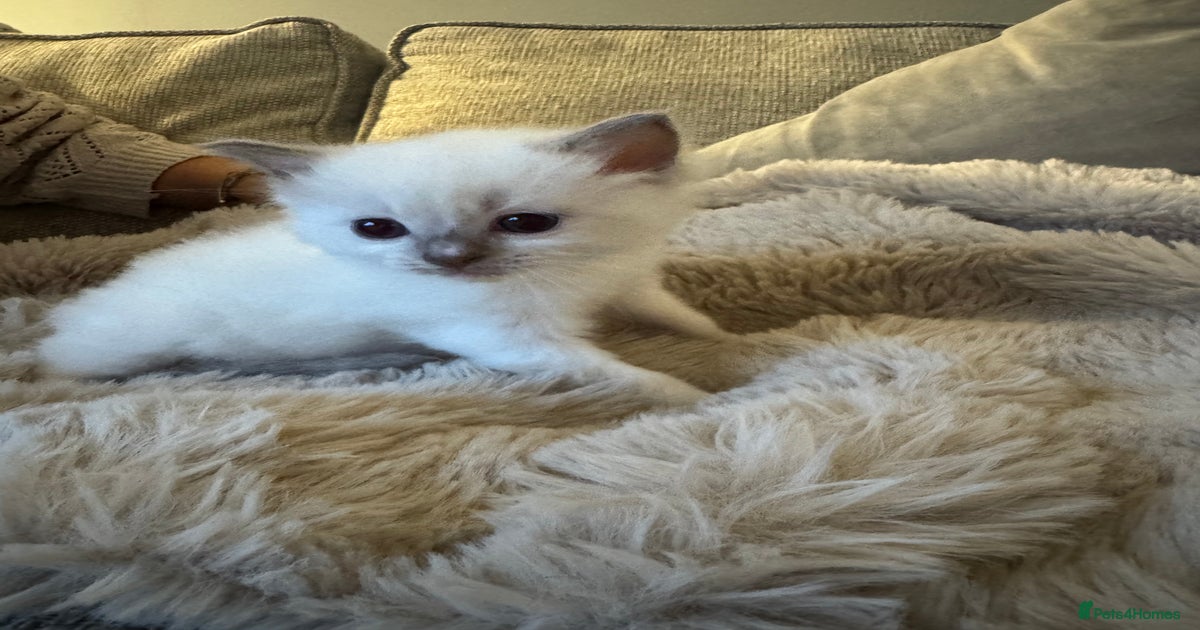 Absolutely Stunning litter of pure Ragdoll kittens for sale in Halstead ...