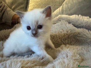 Ragdoll cats - Advert 1