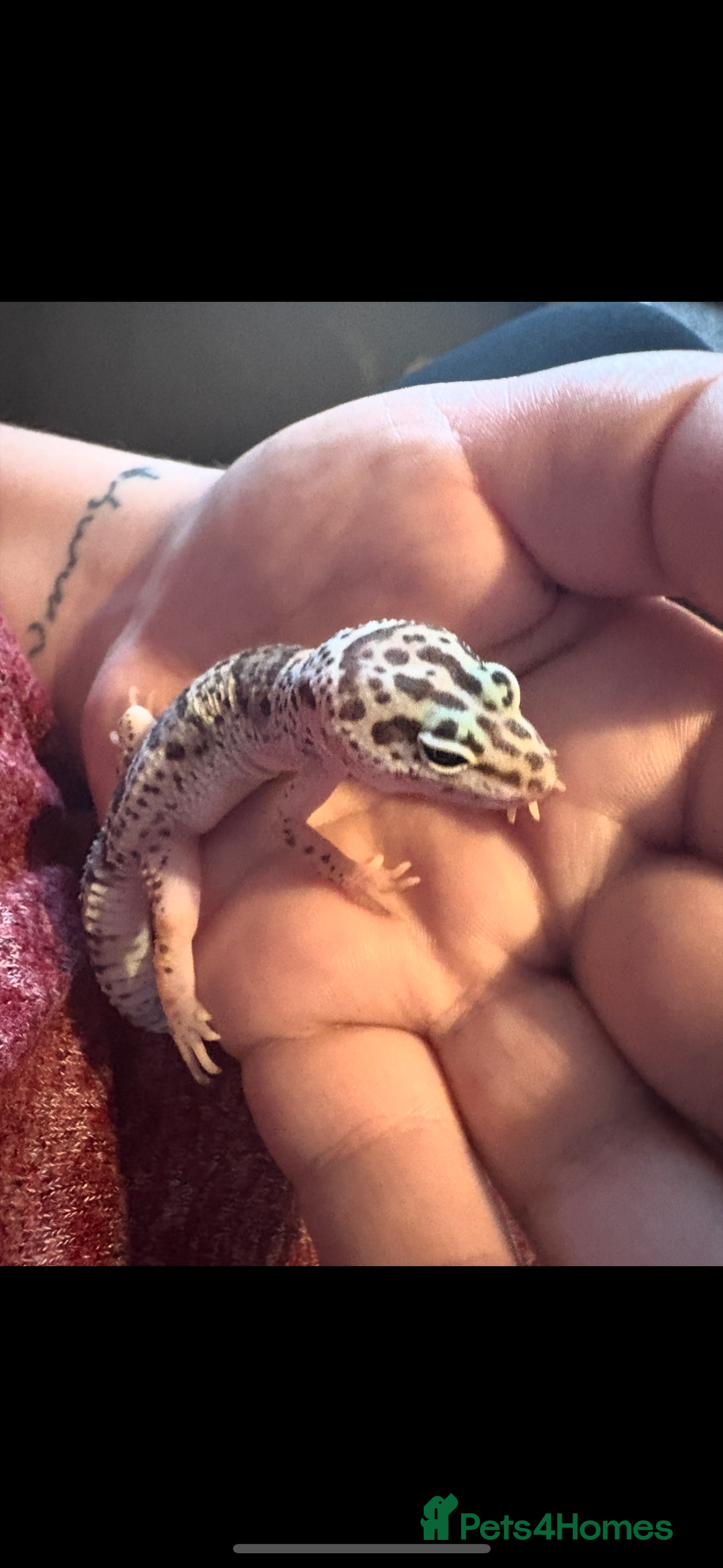Leopard Gecko reptiles for sale: Mac Snow Leopard Gecko - Advert 4