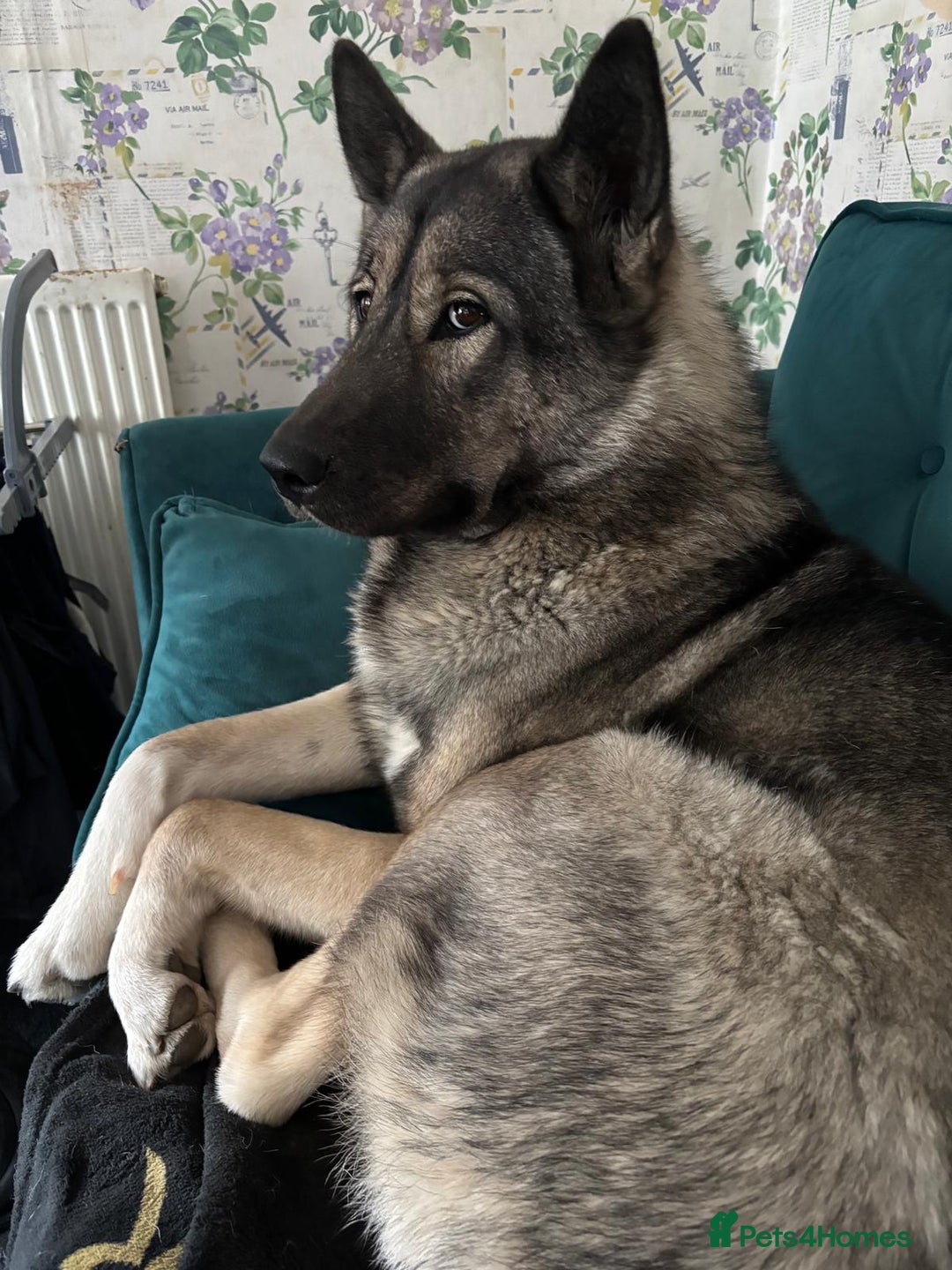 Mixed Breed dogs for sale: Loveable Friendly dog - Advert 1