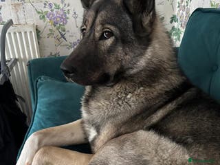 Mixed Breed dogs Loveable Friendly dog - Advert 13