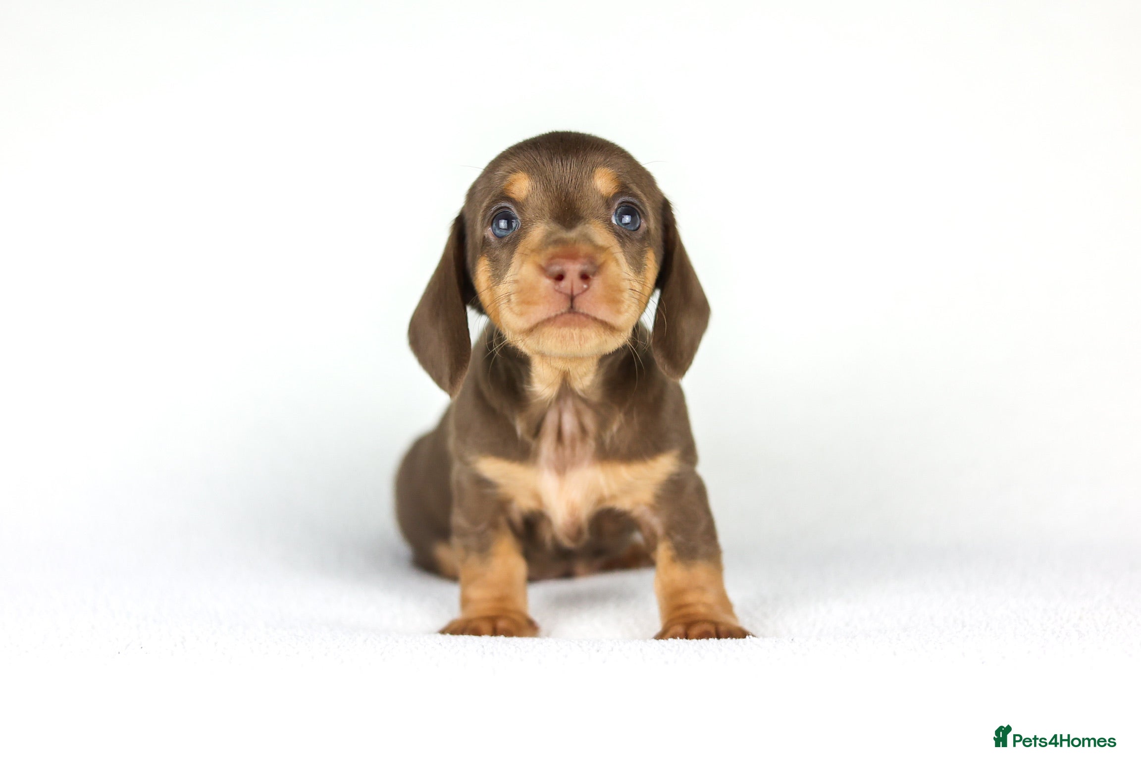 Miniature Dachshund dogs Choc and tan male last of our fantastic litter  - Advert 14