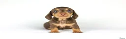 Miniature Dachshund dogs for sale: Miniature dachshund beautiful litter - Advert 3