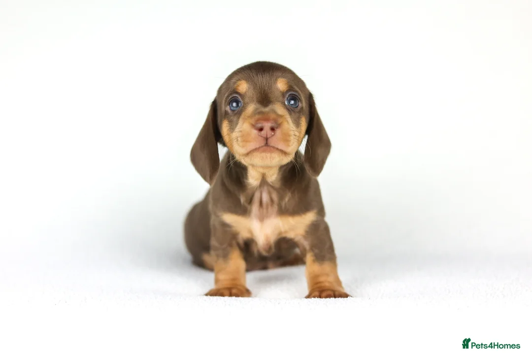 Miniature Dachshund dogs for sale: Miniature dachshund beautiful litter - Advert 3