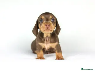 Miniature Dachshund dogs Choc and tan male last of our fantastic litter - Advert 14