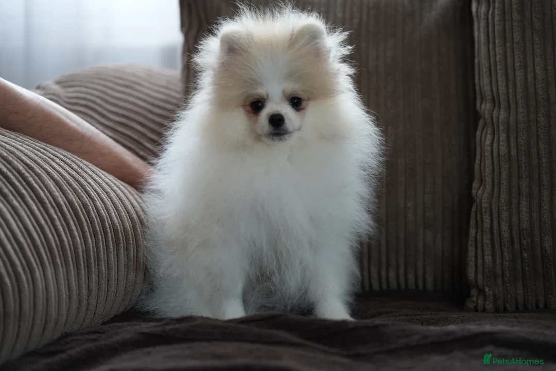 Pomeranian dogs for sale: Sweet little pups  - Advert 2