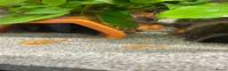 Plecos fish for sale: SUPER RED Bristlenose Plecos in Abingdon - Advert 2