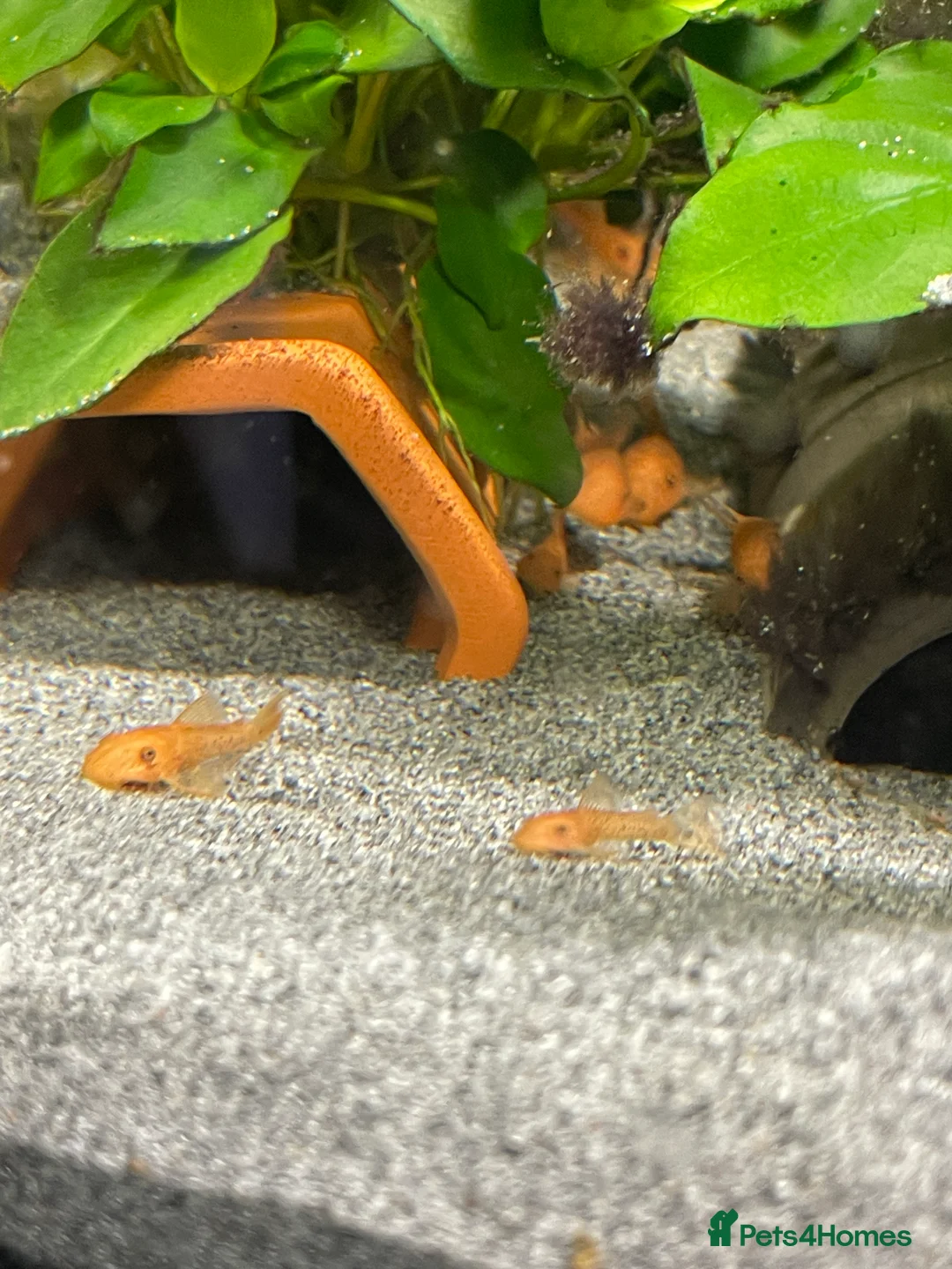 Plecos fish for sale: SUPER RED Bristlenose Plecos in Abingdon - Advert 2