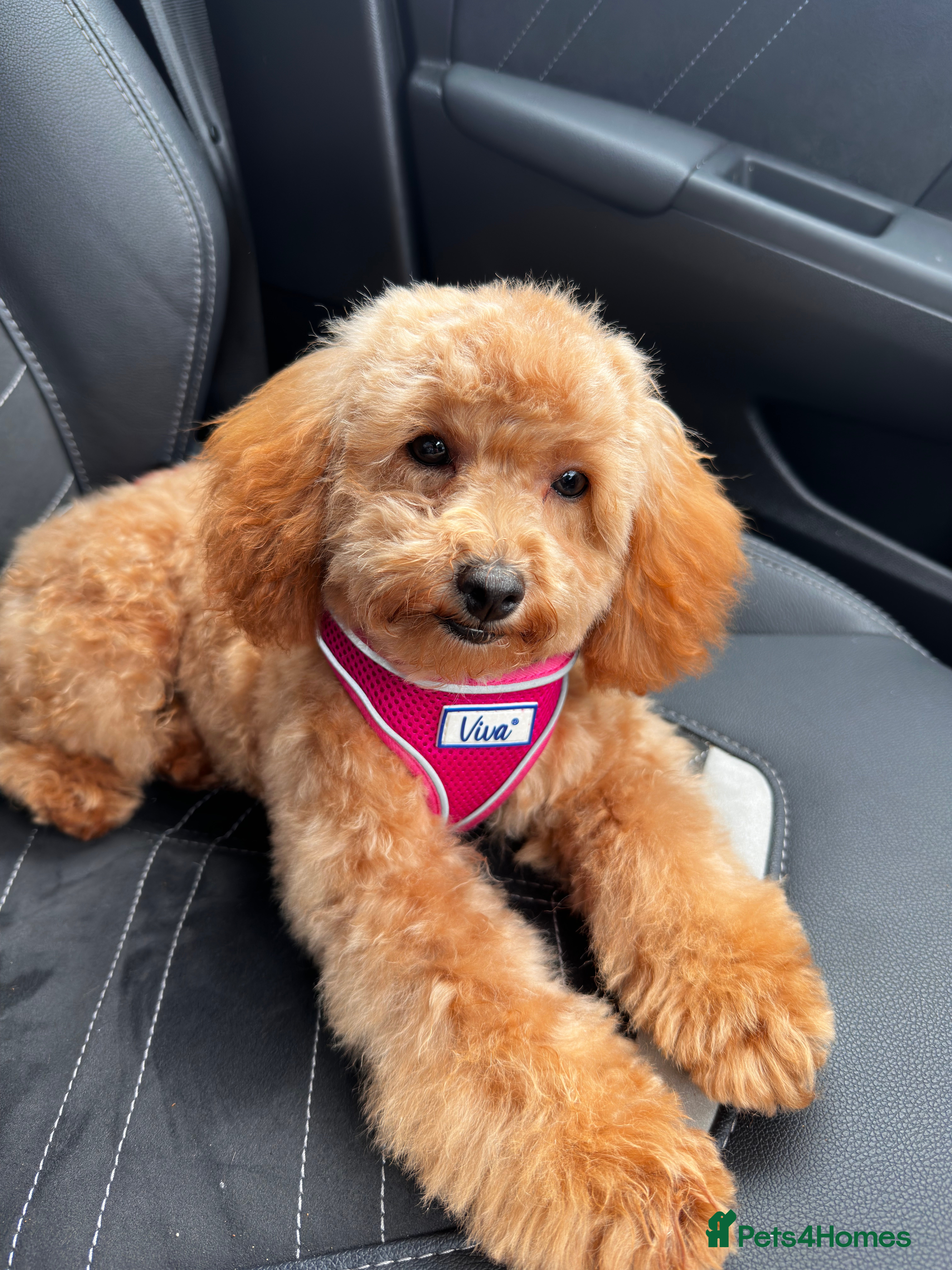 Toy Poodle dogs 6 Month old KC registered Toy Poodle Red  - Advert 18