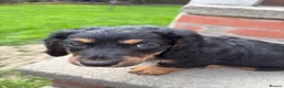 Miniature Dachshund dogs for sale: Miniature Dachshund - Advert 3