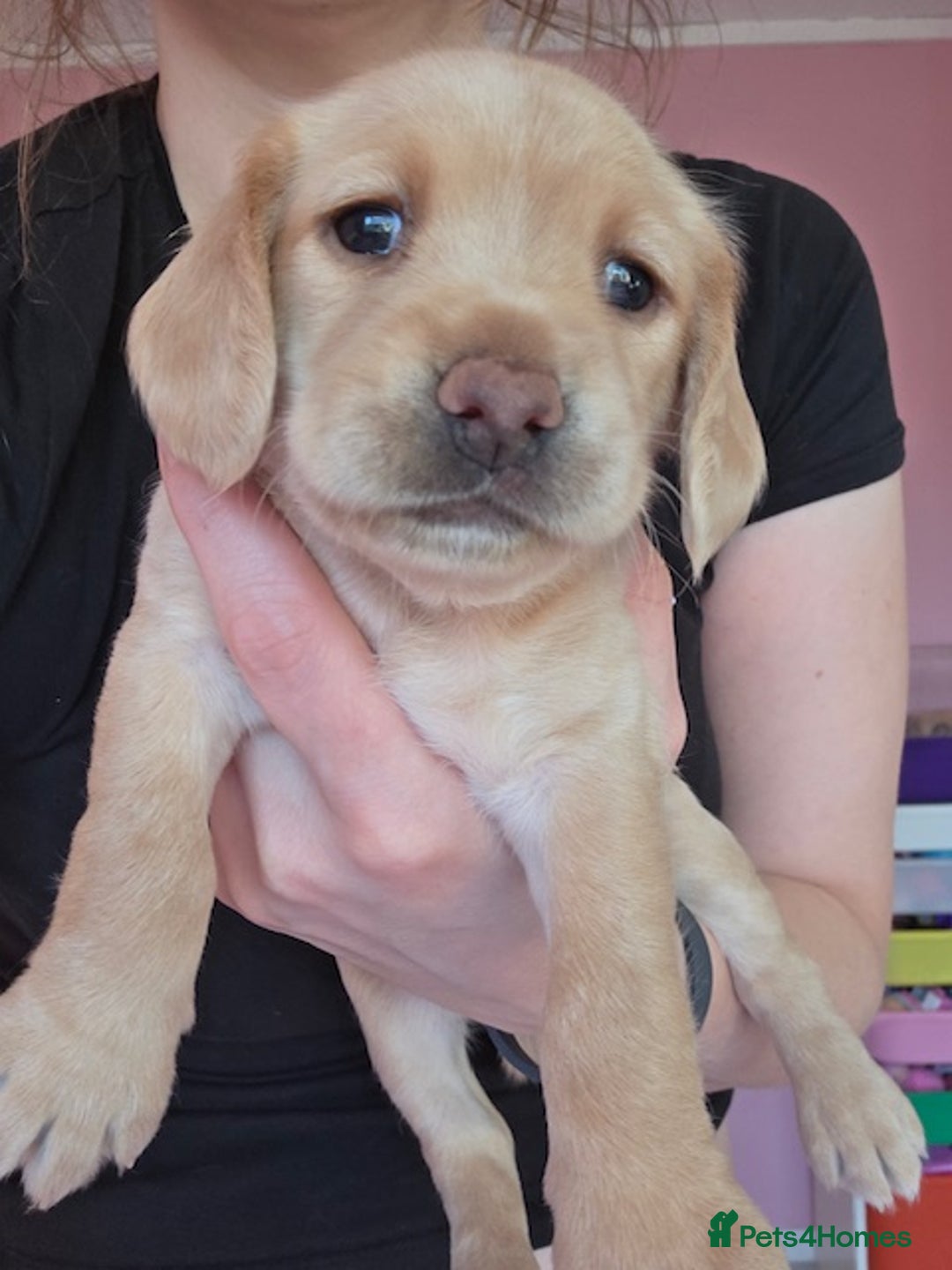 Mixed Breed dogs for sale: Cocker Spaniel Puppies – 4 Weeks Old - reserve now - Advert 5