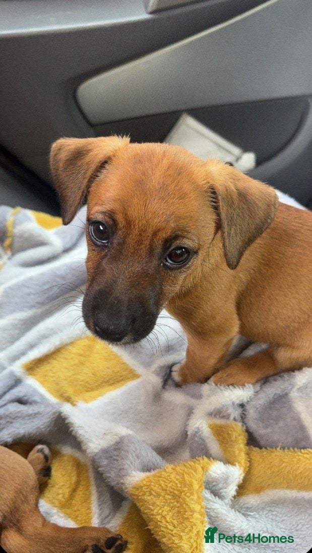 Jack Russell dogs Jack Russell Tan female, 9 weeks ready to go!  - Advert 2