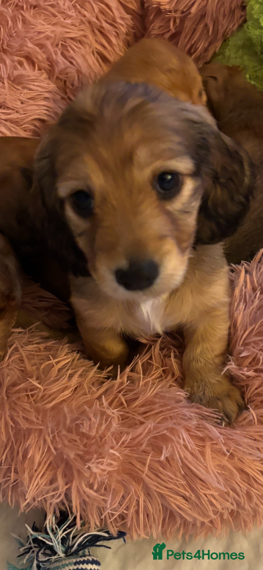 Miniature Dachshund dogs for sale: One shaded cream kc reg mini long girl left  - Advert 1