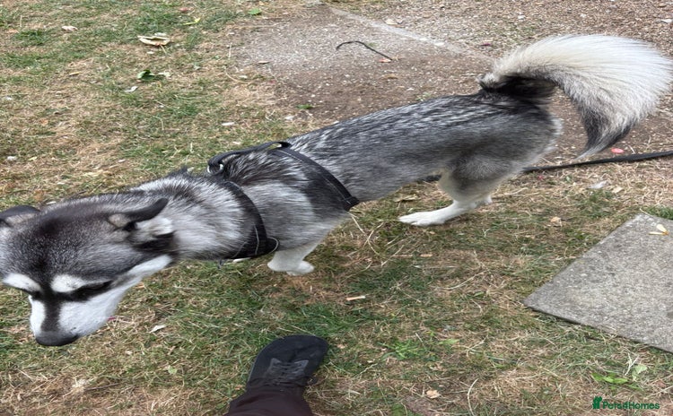 Siberian Husky dogs - Advert 2